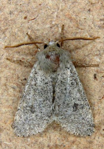Réf. 182 552 : Orthosia cruda