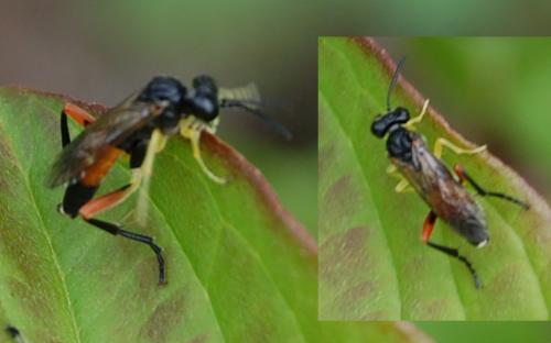 Réf. 182 123 : Macrophya rufipes