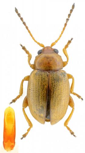 Réf. 182 098 : Lythraria salicariae