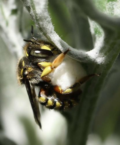 Anthidium manicatum