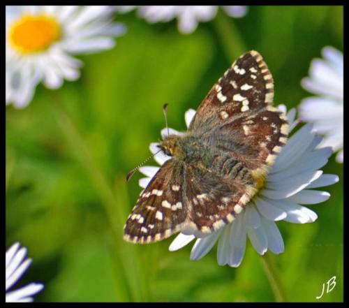 Réf. 182 695 : Pyrgus sp.