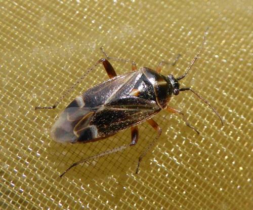 Réf. 182 410 : Harpocera thoracica