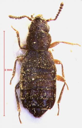 Micralymma marinum