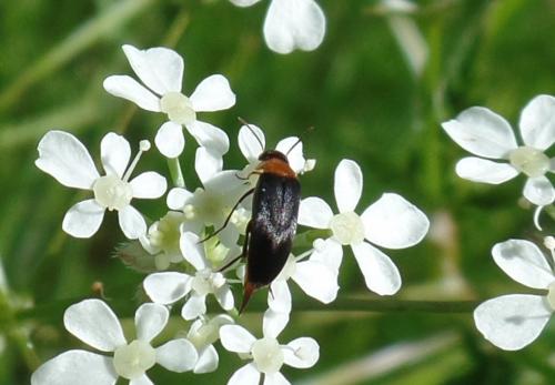 Mordellochroa abdominalis
