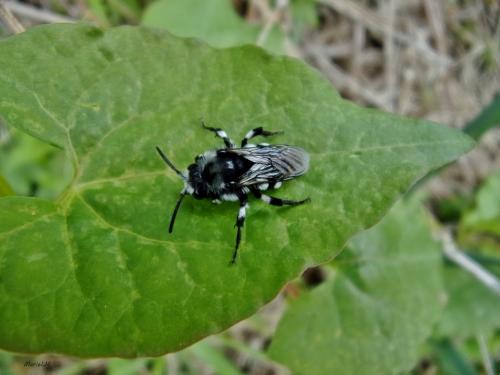 Réf. 182 872 : Melecta sp.