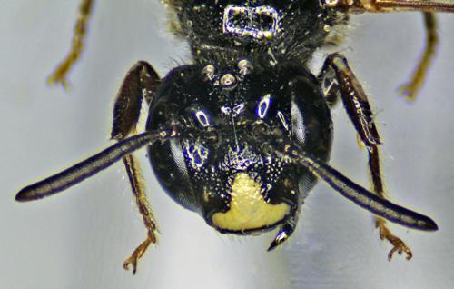 Ceratina cucurbitina