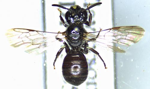 Ceratina cucurbitina