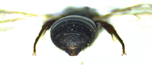 Ceratina cucurbitina