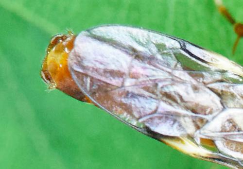 Tenthredopsis litterata