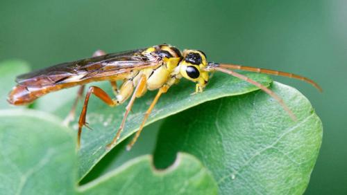 Tenthredopsis litterata