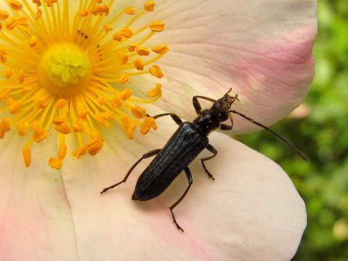 Anogcodes ruficollis