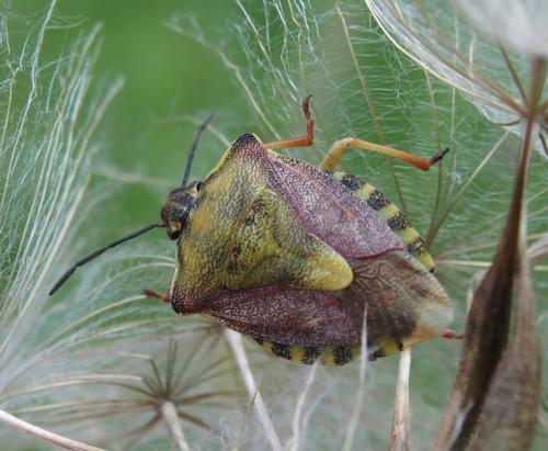 Réf. 182 547 : Carpocoris sp.