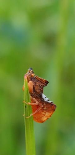 Phymata crassipes