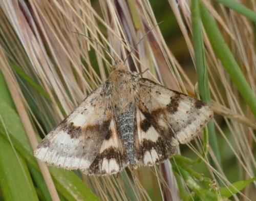 Réf. 182 835 : Heliothis viriplaca