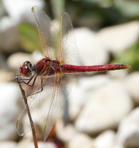 Réf. 182 118 : Sympetrum fonscolombii