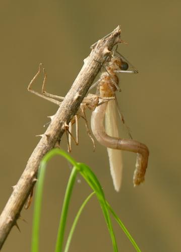 Calopteryx sp.