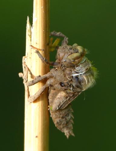 Libellula fulva