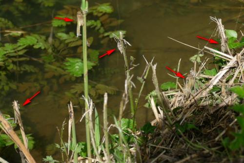 Libellula fulva