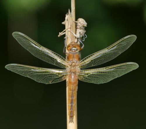 Libellula fulva