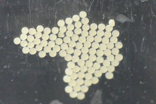 Réf. 182 104 : Mamestra brassicae