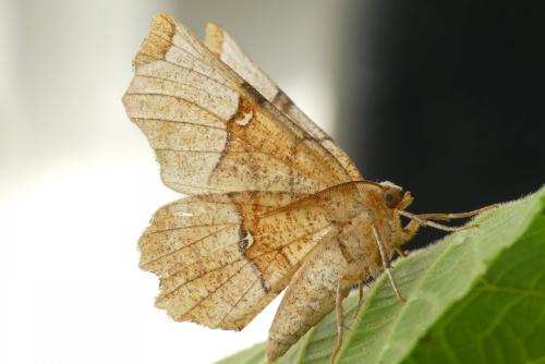 Réf. 182 514 : Selenia lunularia