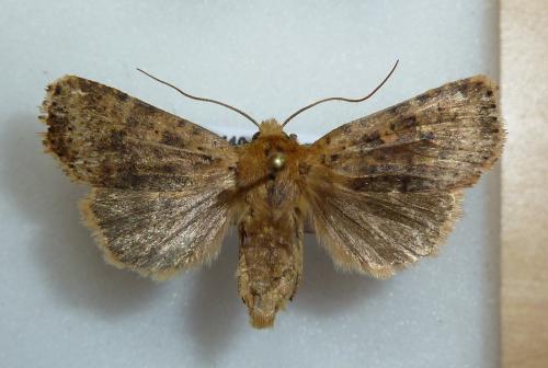 Réf. 182 537 : Conistra rubiginea