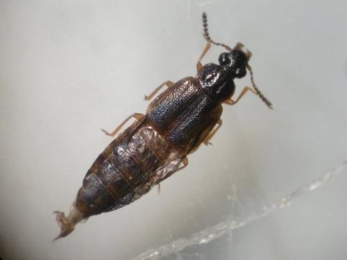 Réf. 182 037 : Omalium rivulare