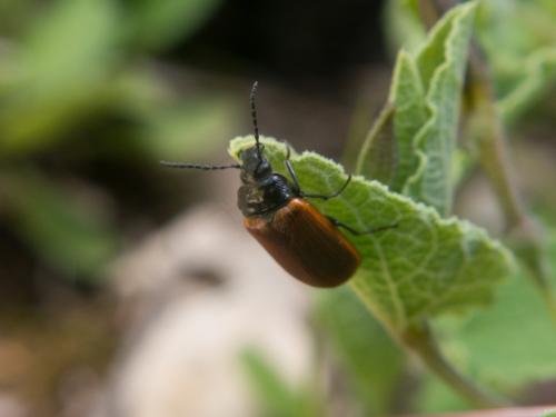 Omophlus rugosicollis