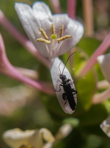 Réf. 182 559 : Oedemera atrata