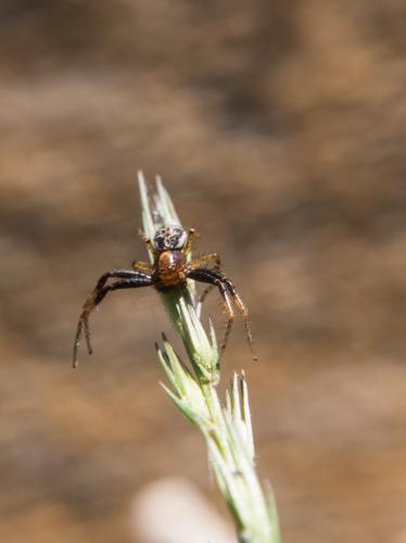 Réf. 182 592 : Xysticus lanio