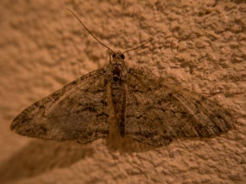 Peribatodes rhomboidaria