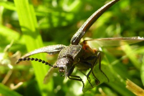 Réf. 182 635 : Cidnopus pilosus