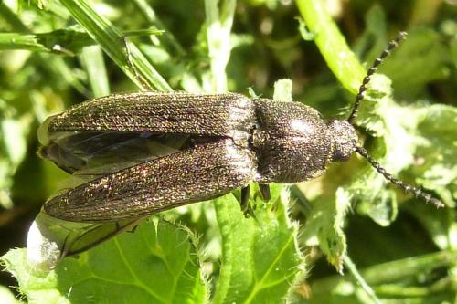 Cidnopus pilosus