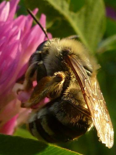 Eucera sp.