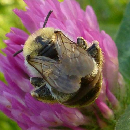 Eucera sp.