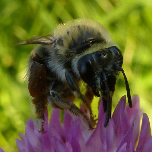 Eucera sp.