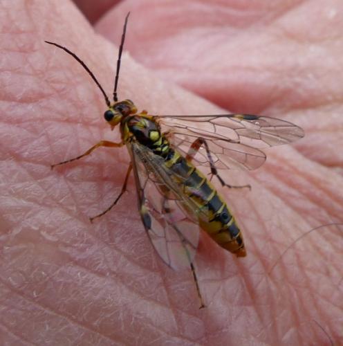Réf. 182 046 : Tenthredopsis sordida