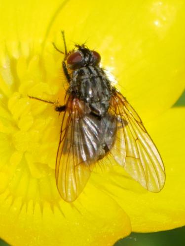 Réf. 182 379 : Phaonia serva