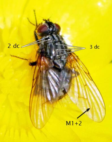 Phaonia serva
