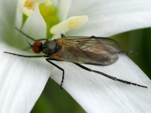 Réf. 182 528 : Empis sp.