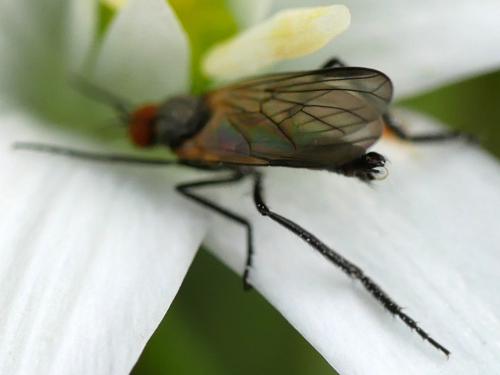 Empis sp.