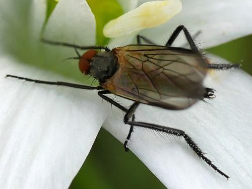 Empis sp.