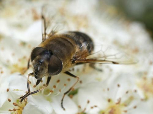 Eristalis similis