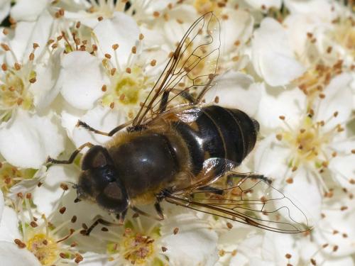 Réf. 182 233 : Eristalis similis