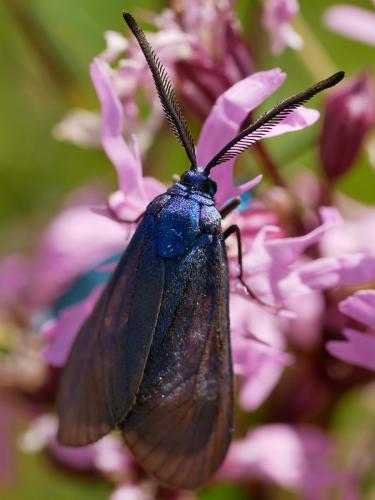 Réf. 182 455 : Adscita sp.