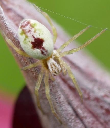 Nigma puella
