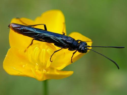 Réf. 182 970 : Calameuta pygmaea