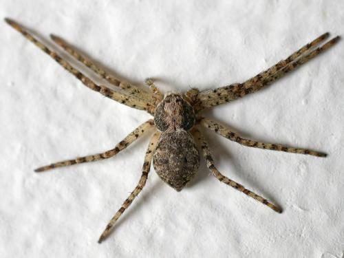 Philodromus sp.