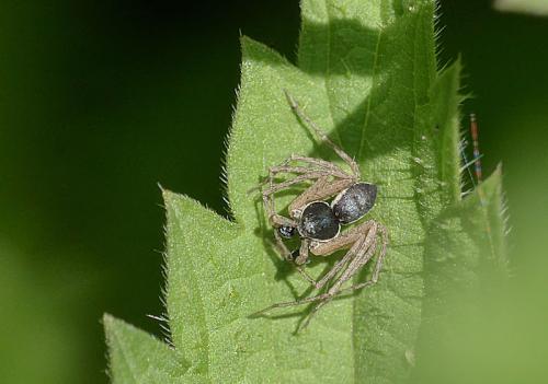 Philodromus dispar