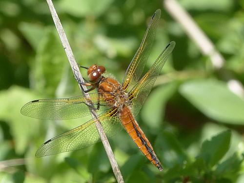 Réf. 182 393 : Libellula fulva